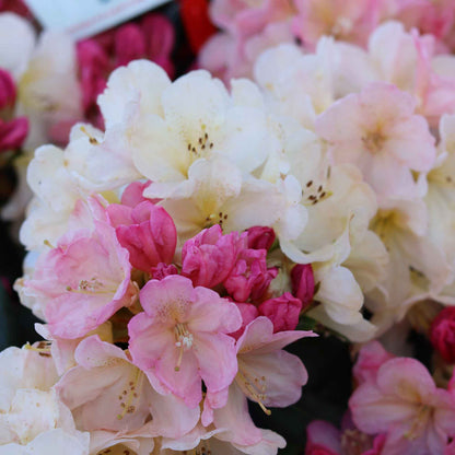Rhodo (Y) 'Percy Wiseman' salmon/pink 40-50 cm C20