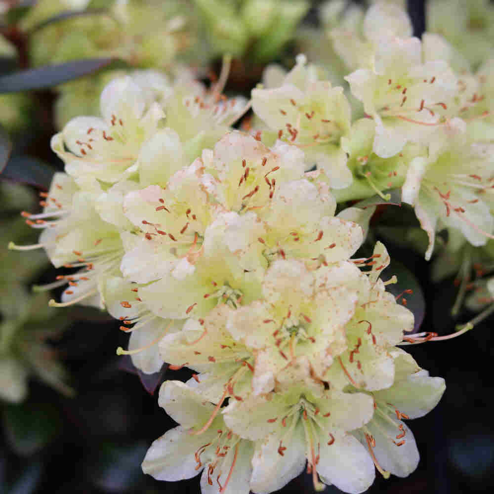 Rhododendron 'Princess Ann' yellow 20/25 C3