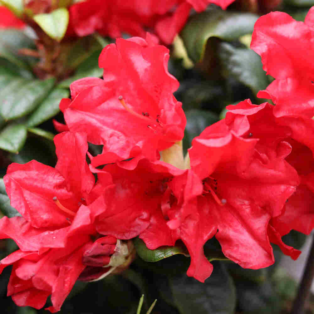 Rhododendron (R) 'Scarlet Wonder' red 25/30 C5