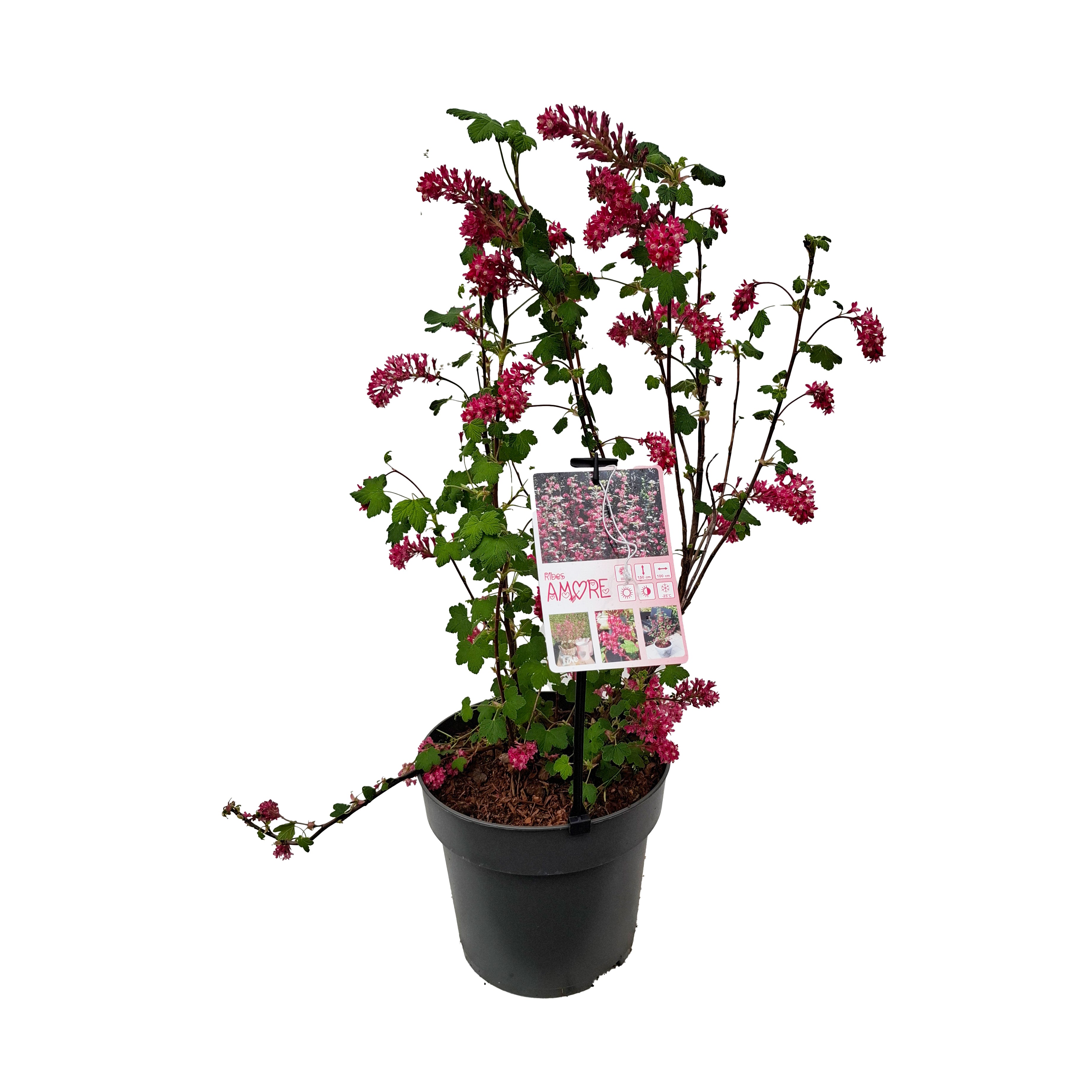 Ribes sang. 'Amore' PBR 40-50 C5