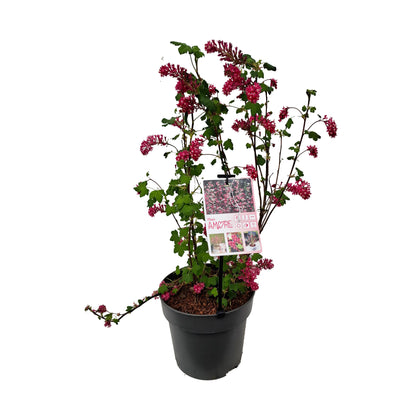 Ribes sang. 'Amore' PBR 40-50 C5