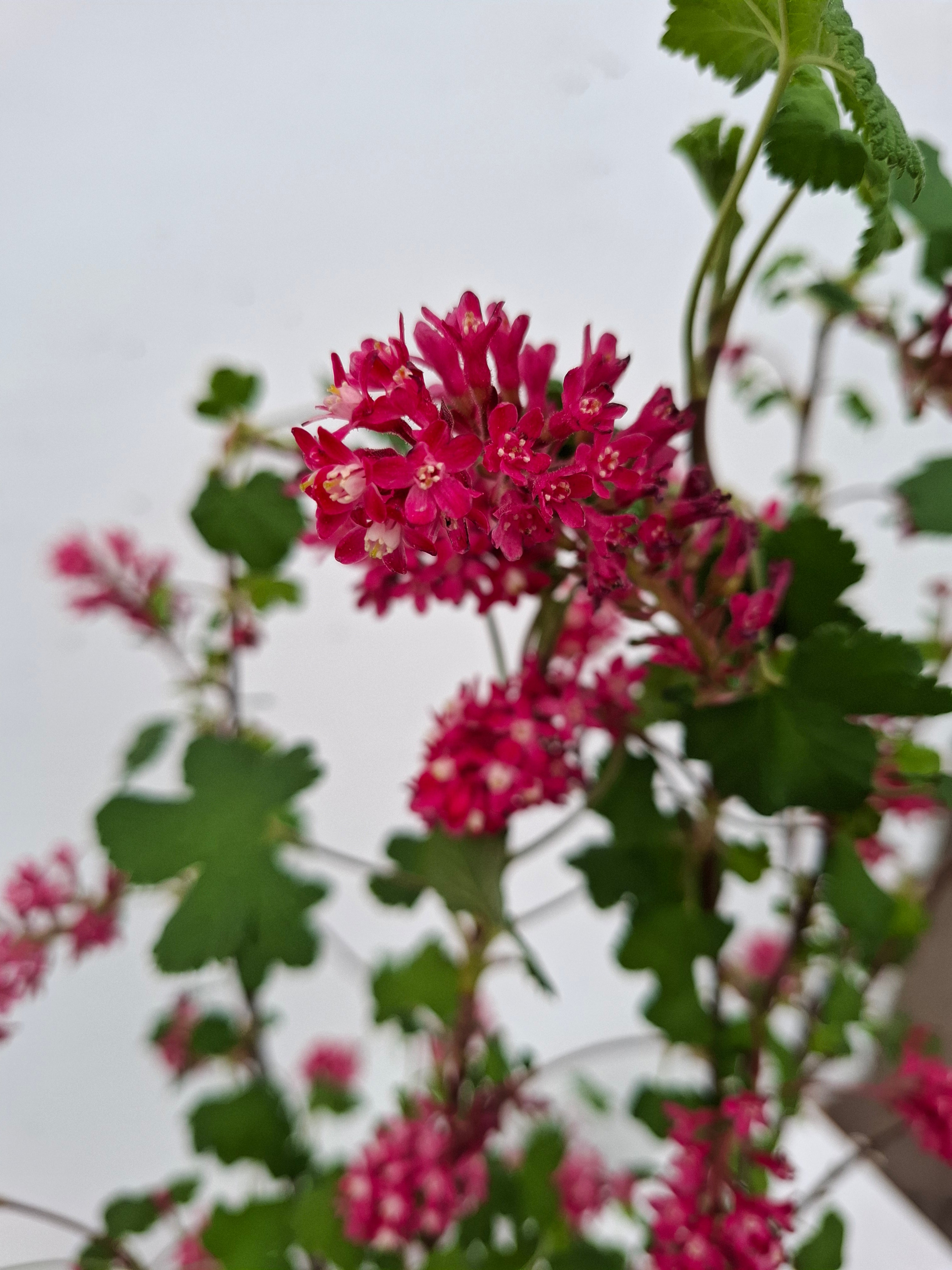 Ribes sang. 'Amore' PBR 40-50 C5