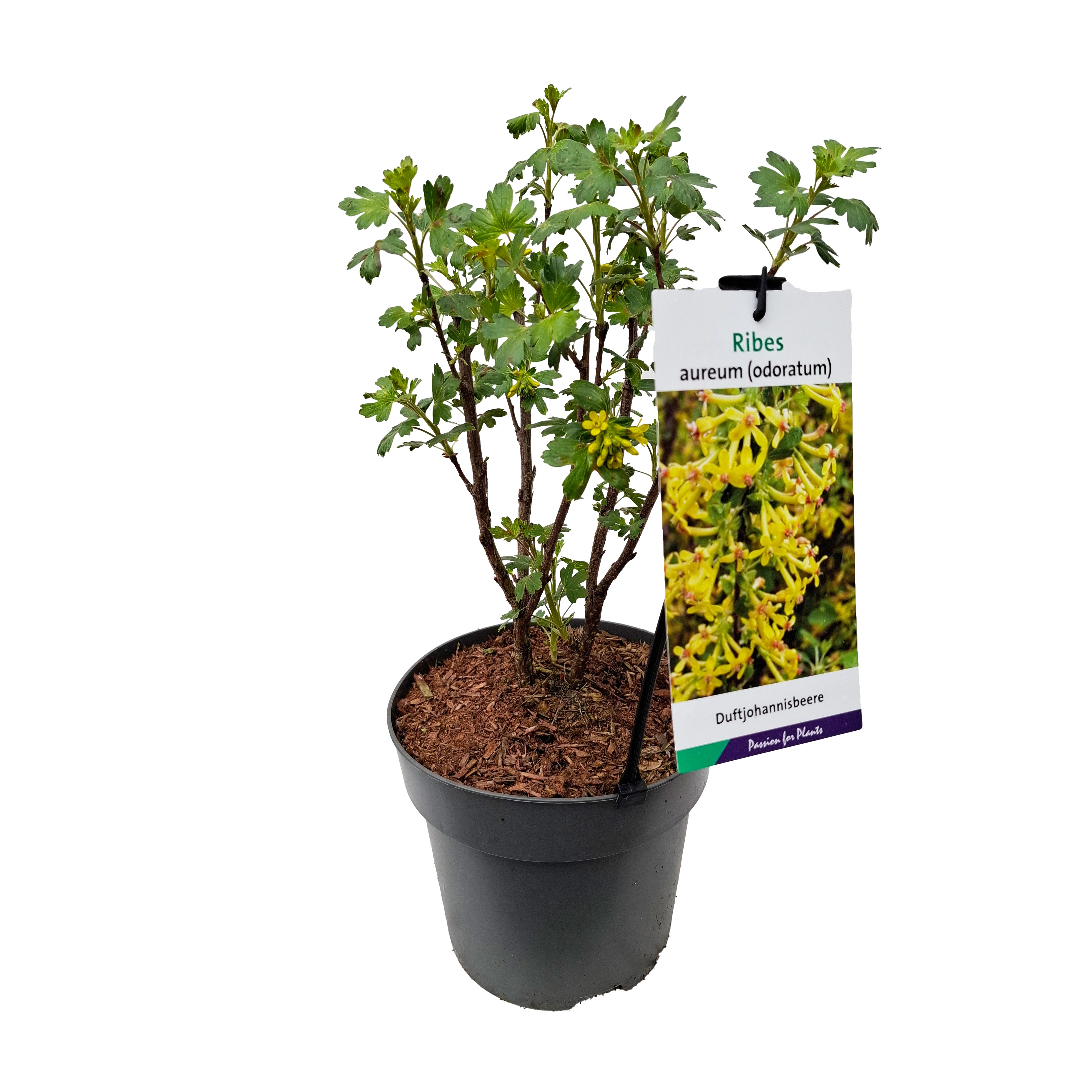 Ribes aureum (odoratum) BüC5
