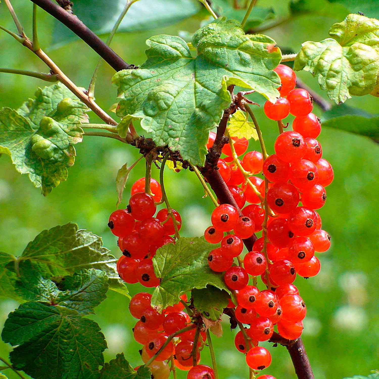 Ribes rubrum 'Rovada' C3 40- 60
