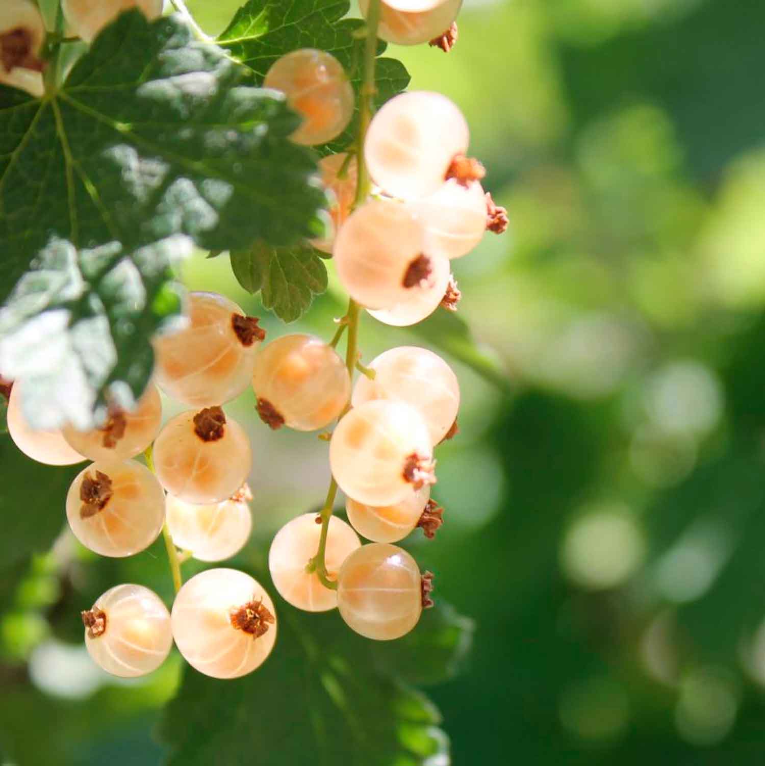 Ribes sativum 'Weiße Versailler' C3 40- 60