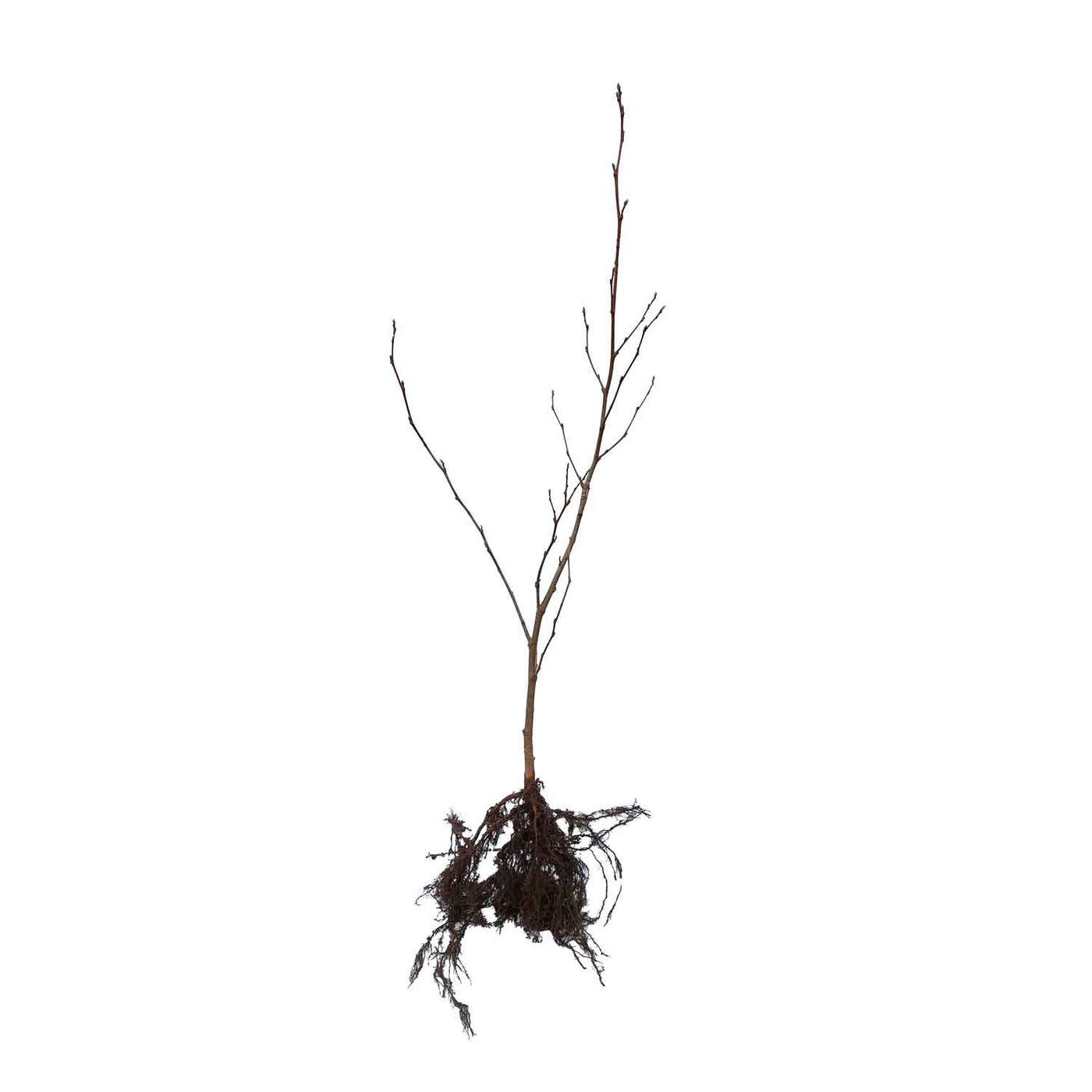 Rødel - Alnus glutinosa 1/1 60-100 | Køb online