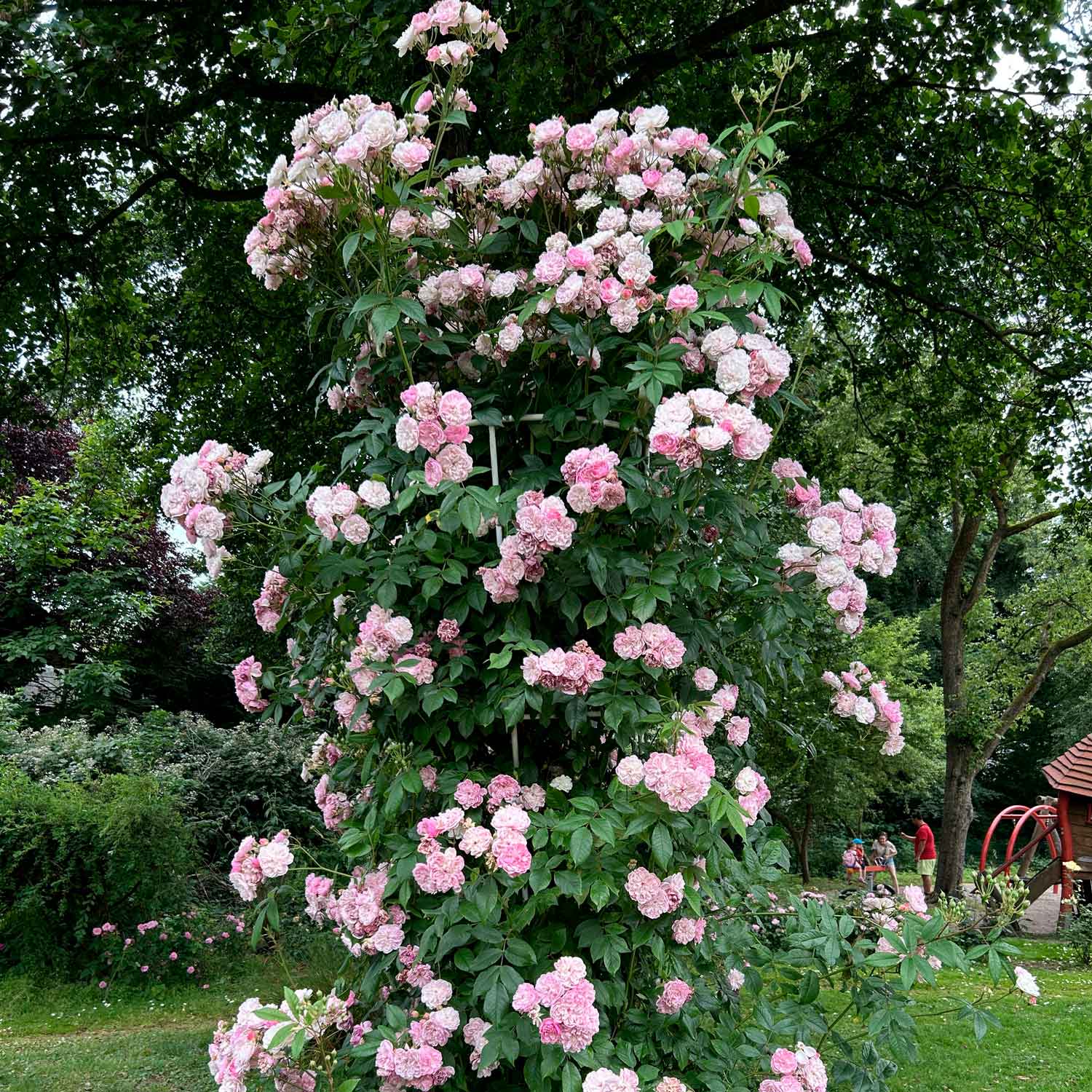 Rose Romantic Siluetta