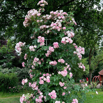 Rose Romantic Siluetta