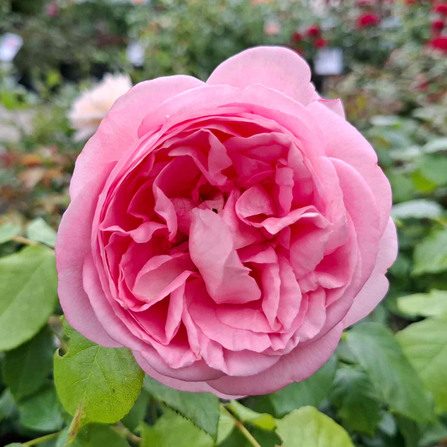 Rosa "Voyage"