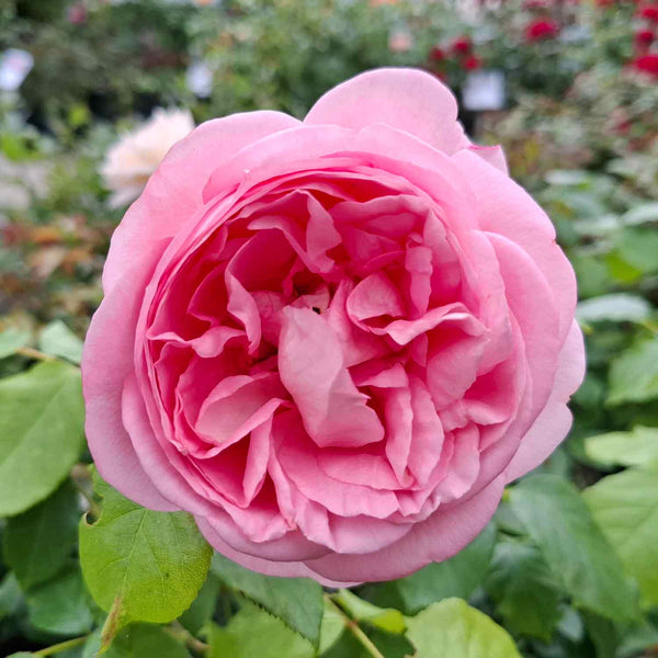 Rosa-Voyage-