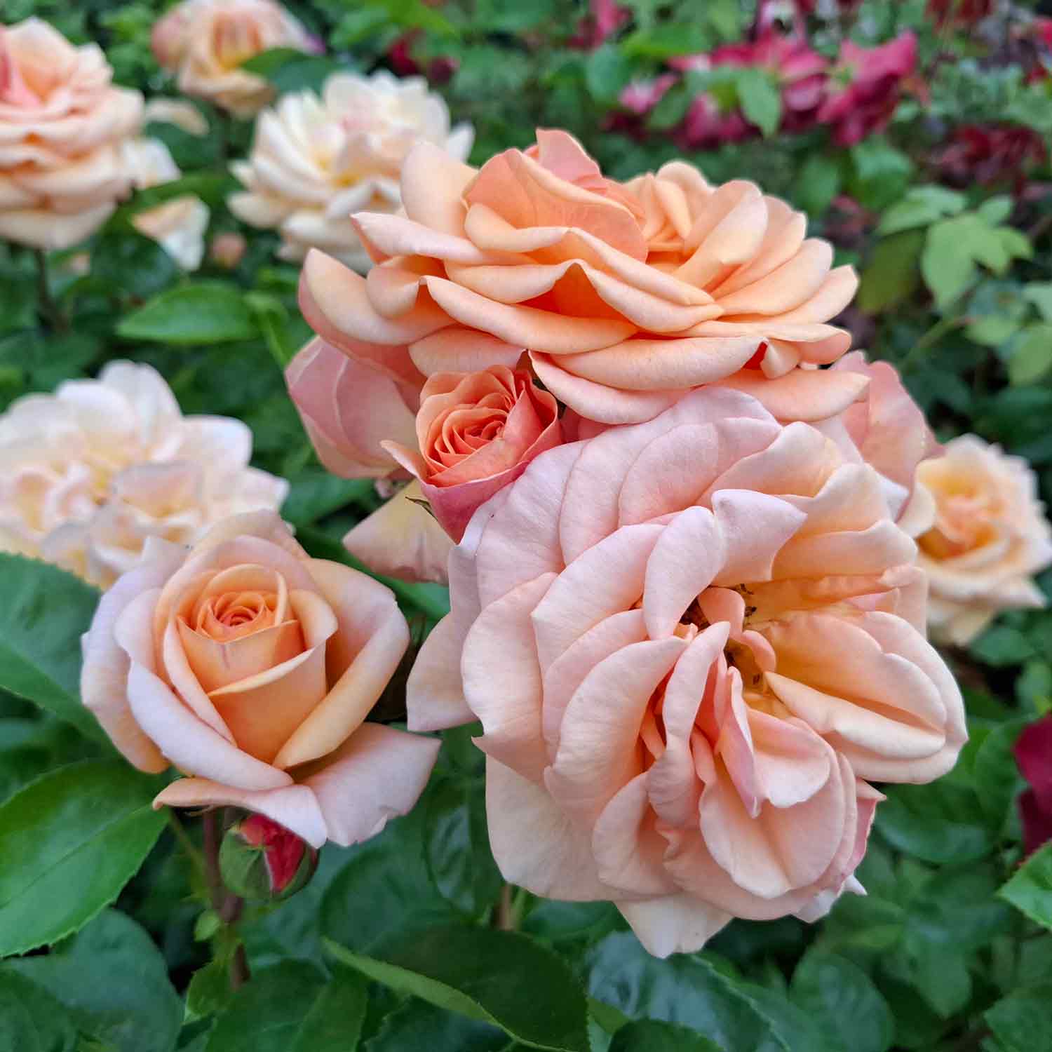 Bouquet rose 'Circle of Life' - New 2021