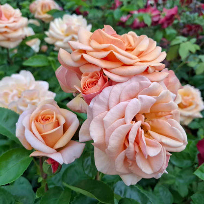 Bouquet rose 'Circle of Life' - New 2021