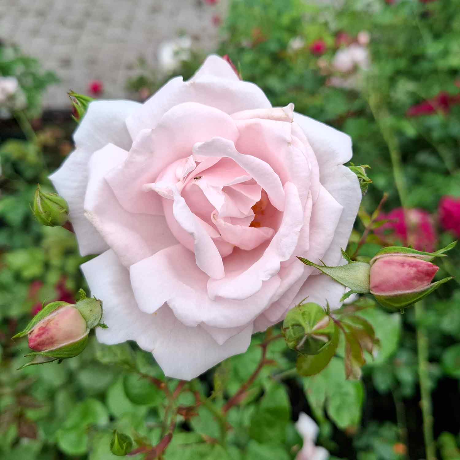 Slyngrose 'New Dawn'