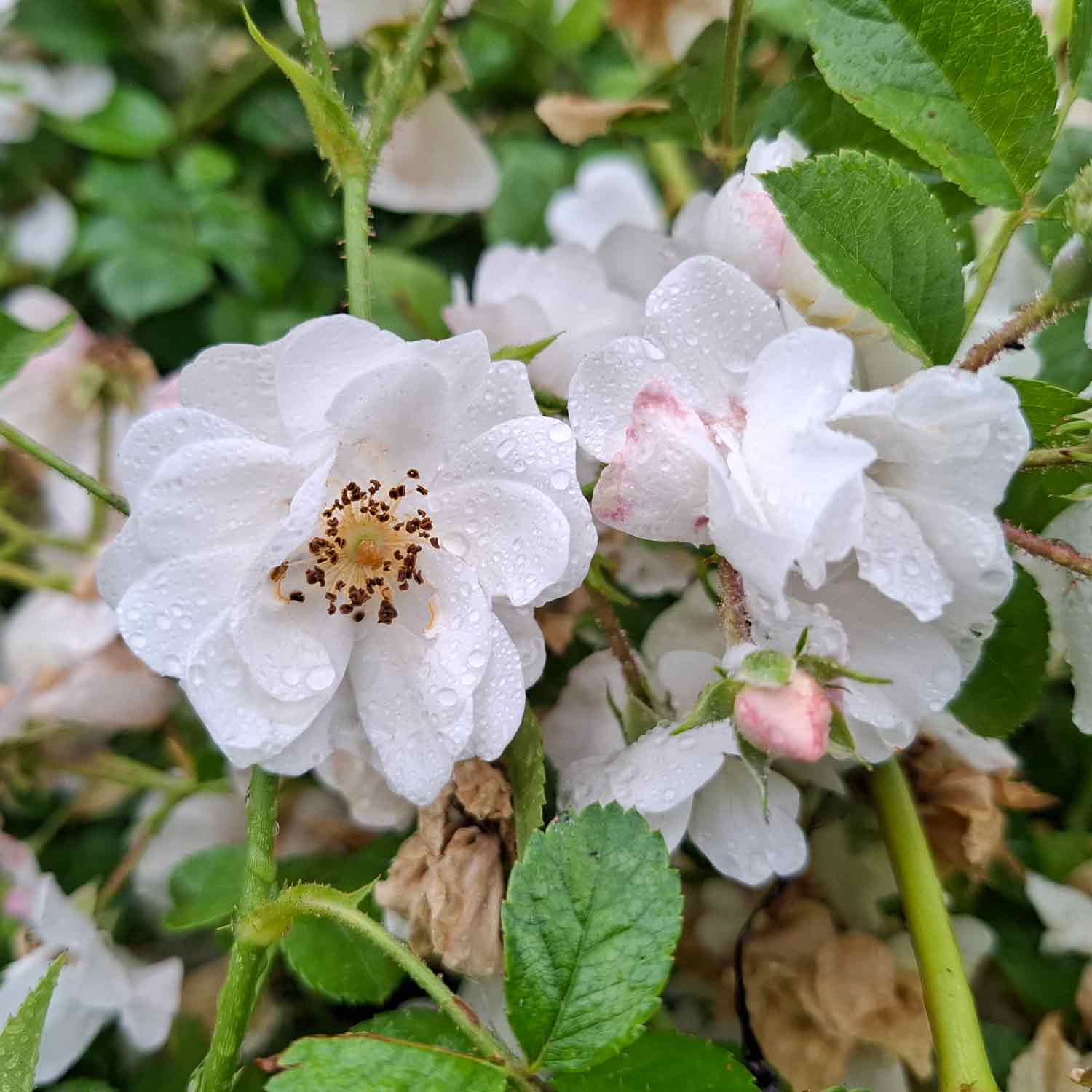 Farvede Roser Slyngrose 'Paragon'