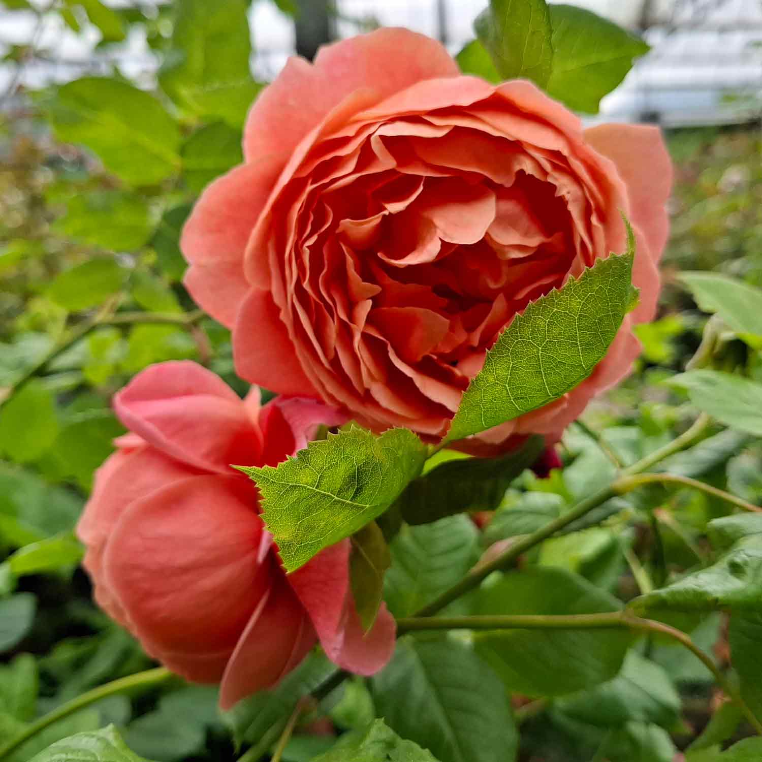 Rosa 'Summer Song'