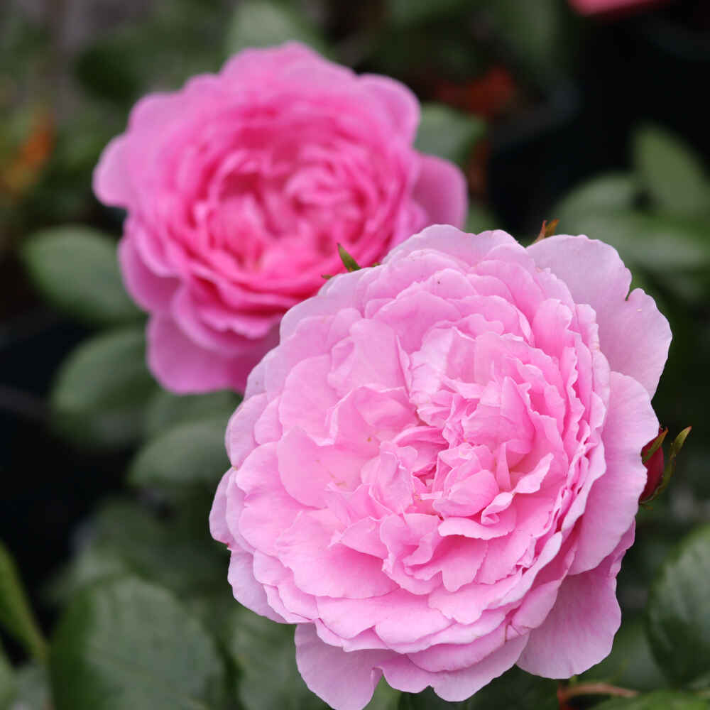 Pink roser i Laubjergs Planteskole