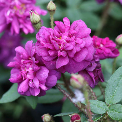 Mosrose - Rosa centifolia 'Nuits de Young'