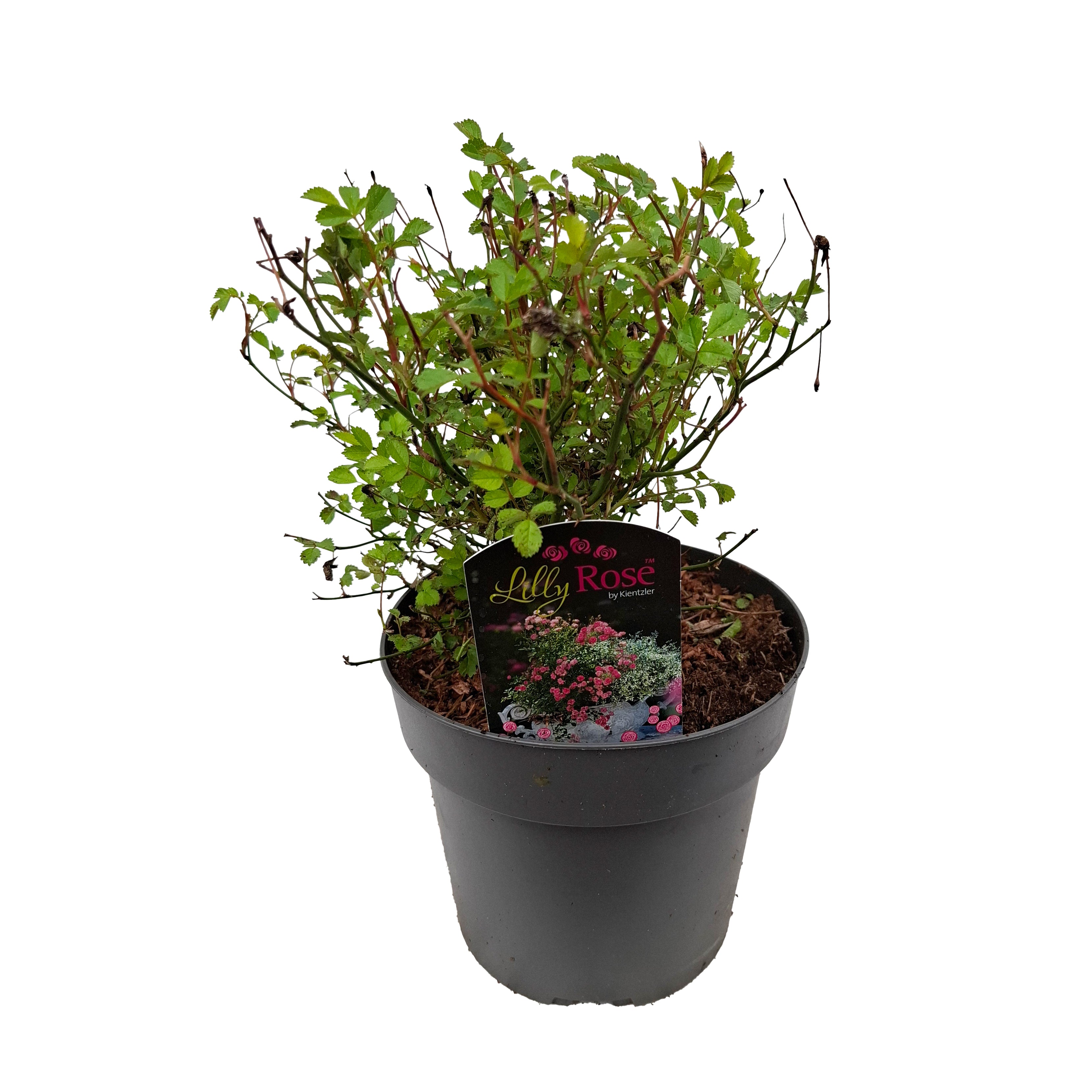 Rosa 'Lilly Rose' (Wonder6)TM C2