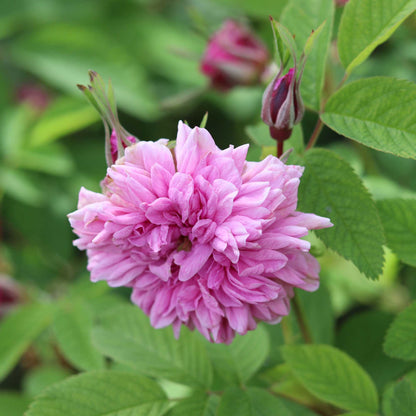 Rosa Majalis Foecundissima