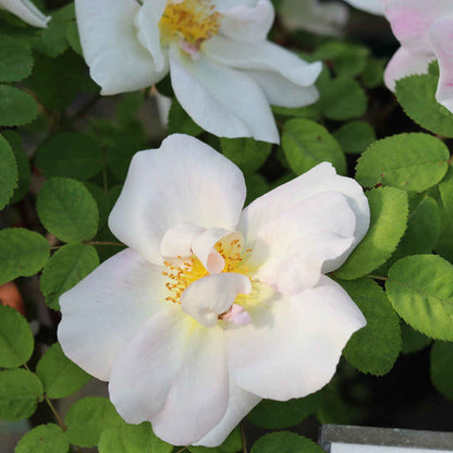 Shrub rose moyesii 'Nevada'