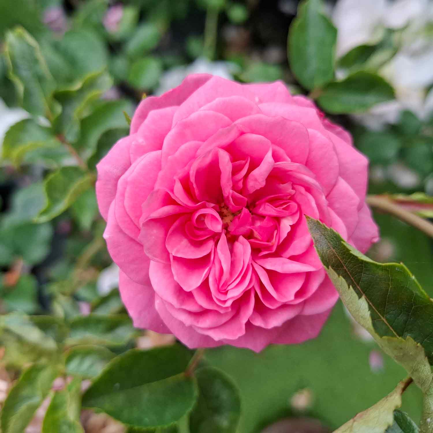 Bunddække Rose 'CPH Garden in Bloom'