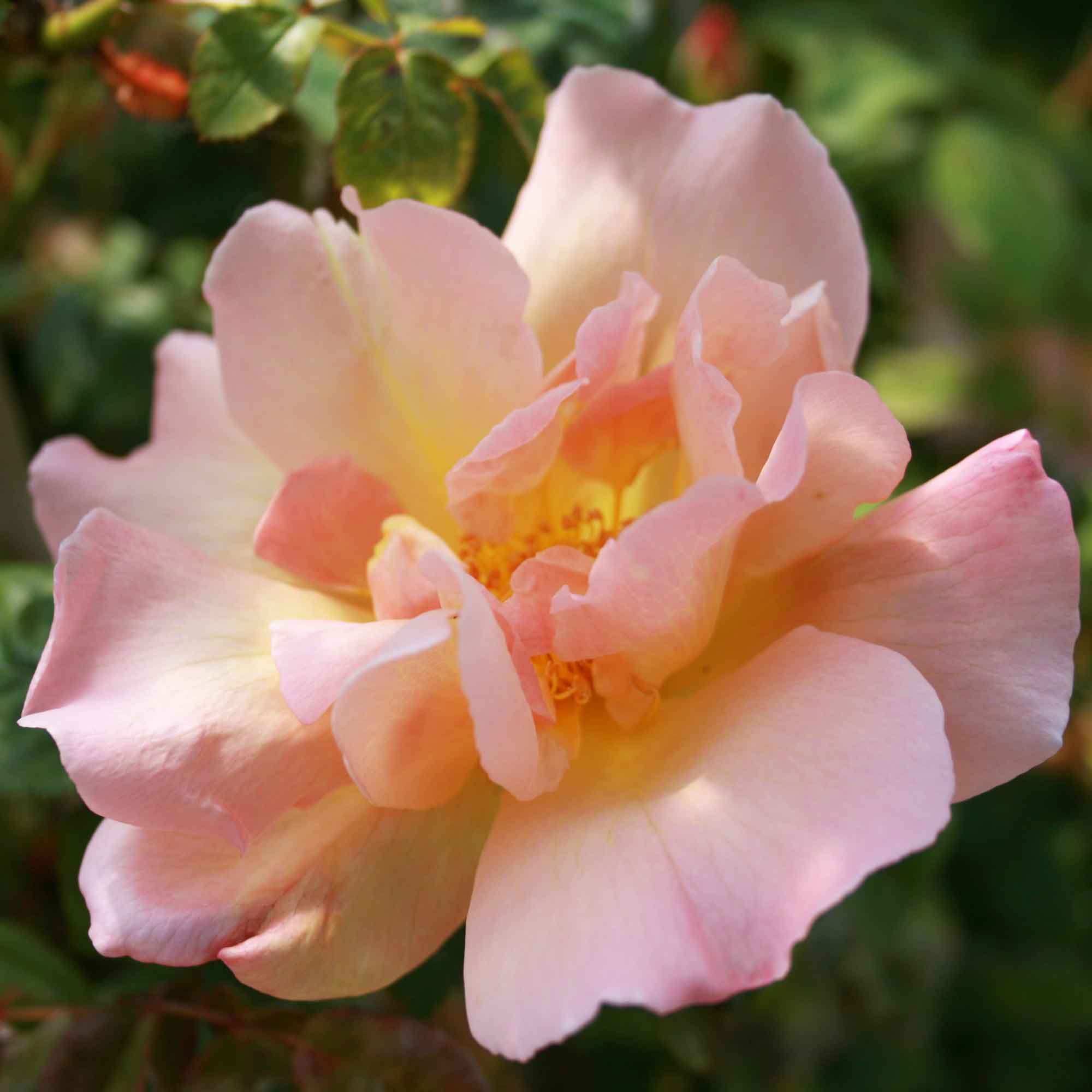 Slyngrose 'Alexandra Alicia'