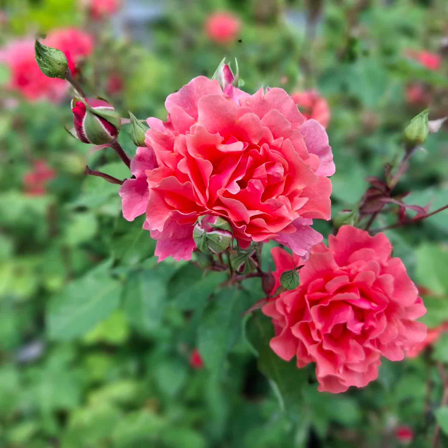 Slyngrose 'Ali Baba'