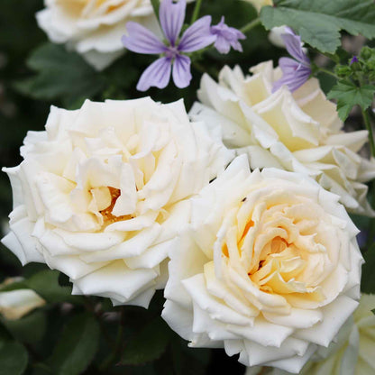 Rose 'Ambiente'