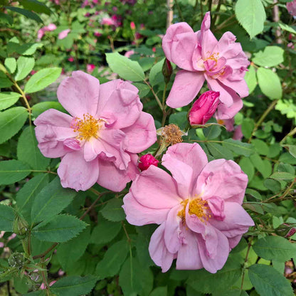 Æblerose rubignosa 'Apple Jack'