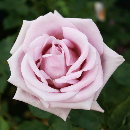 Rose 'Blue Moon'