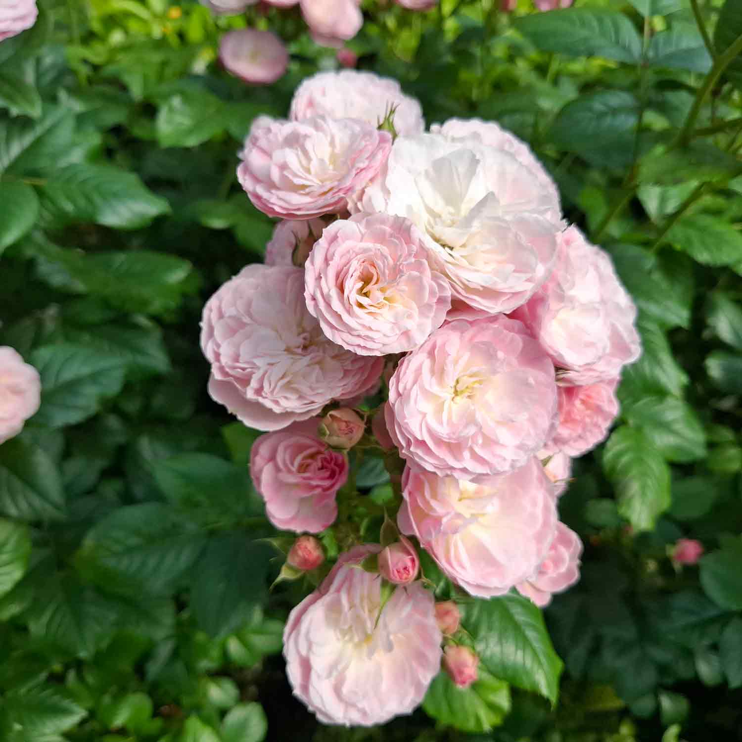 Rose moschata 'Bouquet Parfait'