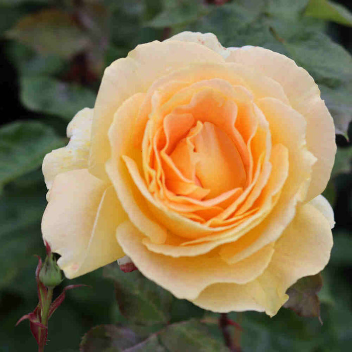 Candlelight Roses Rose 'Candlelight'