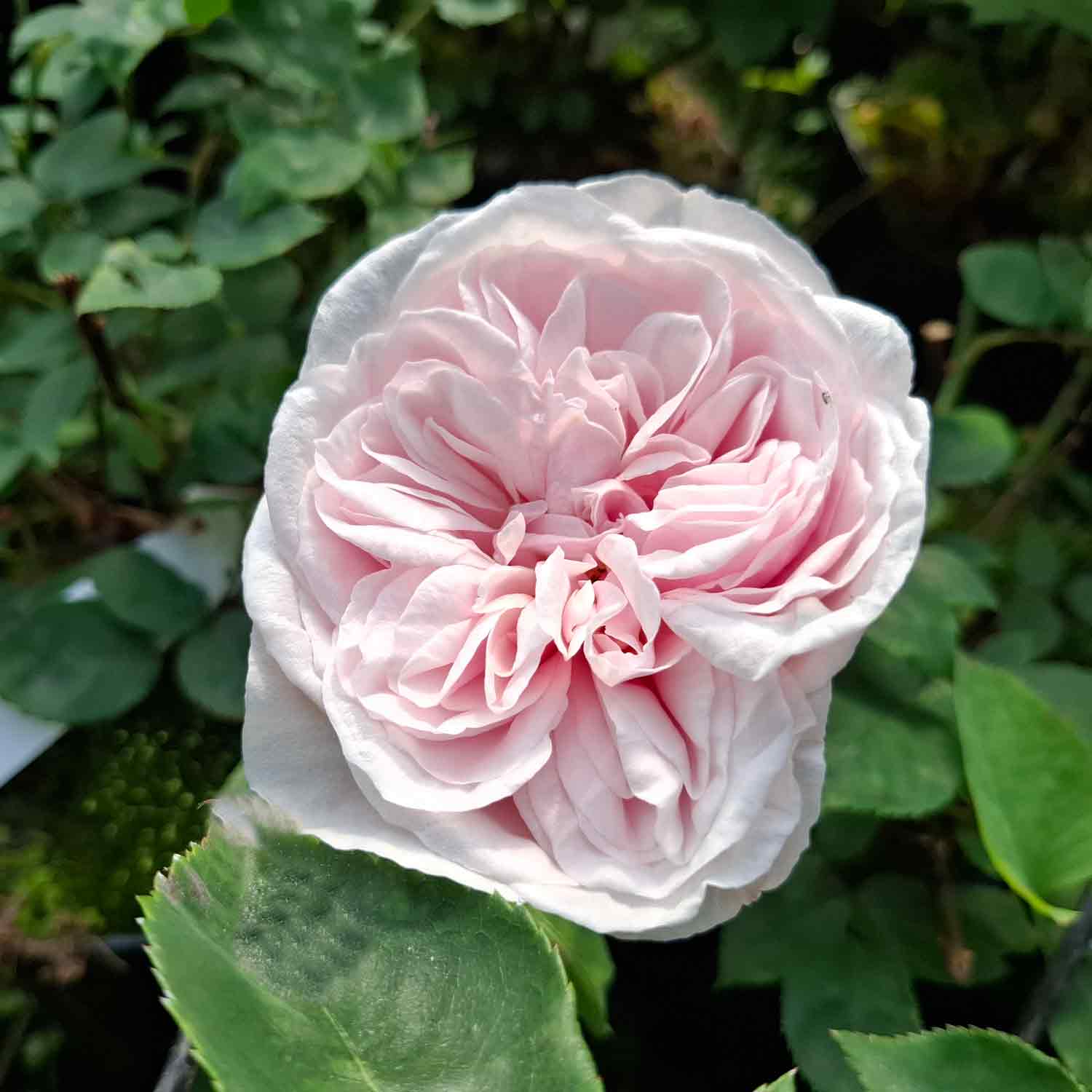 Rose Climbing Souvenir de la malmaison 5,5L