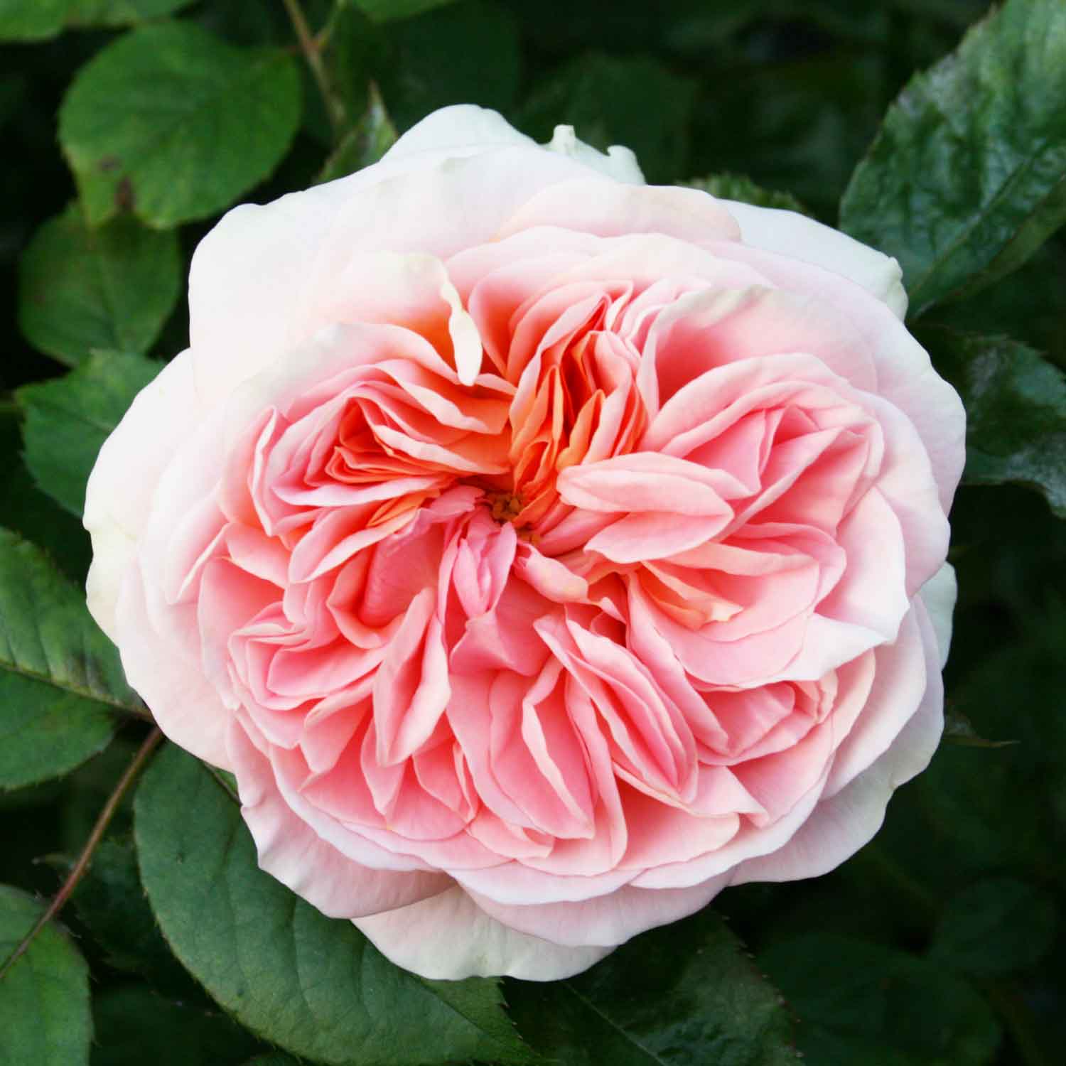 Rose 'Ghita Renaissance'