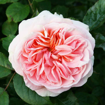 Rose 'Ghita Renaissance'