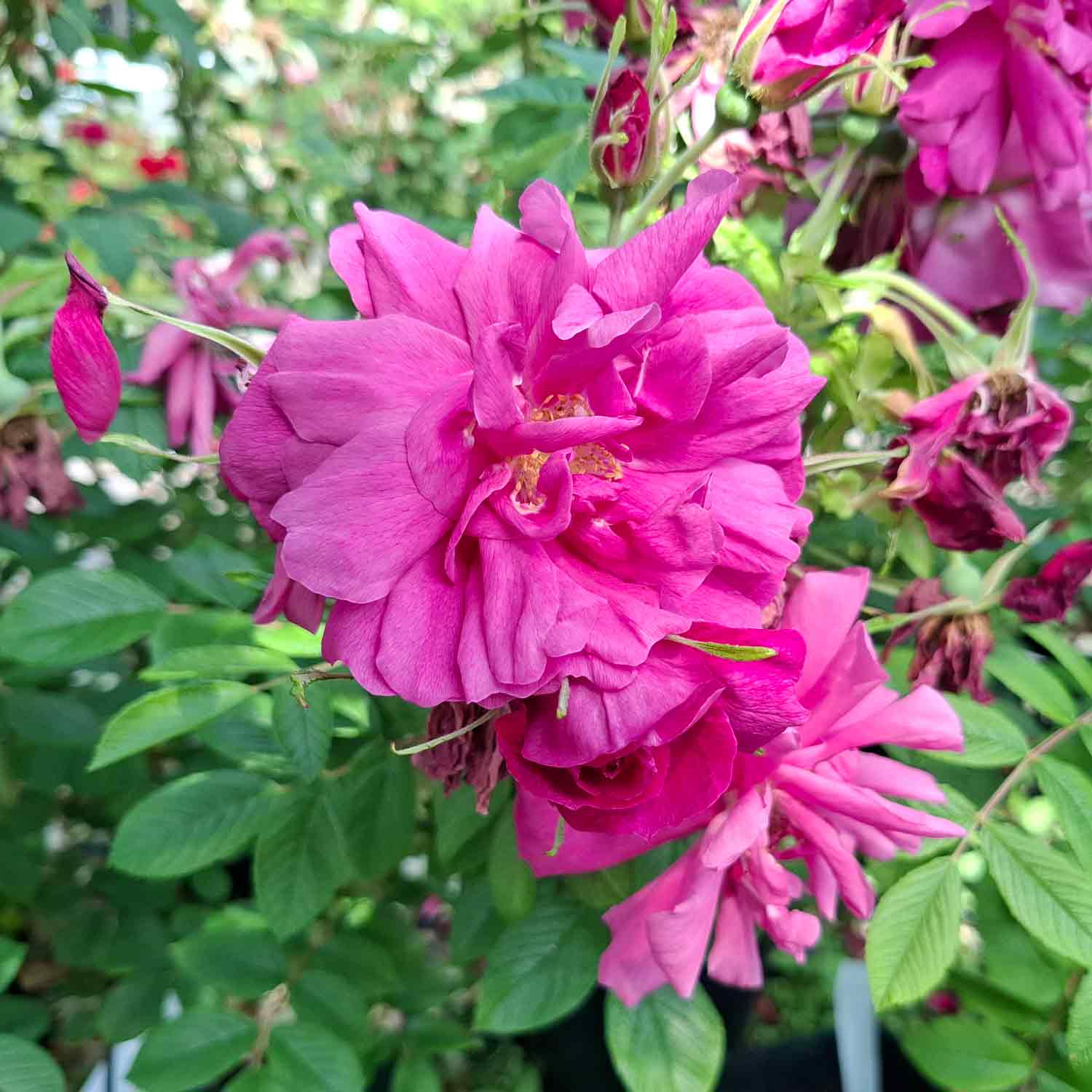 Hybenrose rugosa 'Hansa'