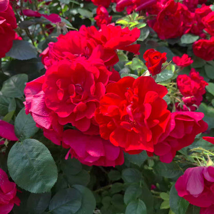 Hybenrose rugosa 'Hansaland'