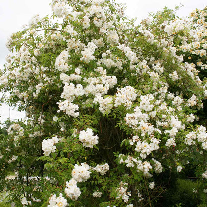 Klätterros helenae 'Lucky find'