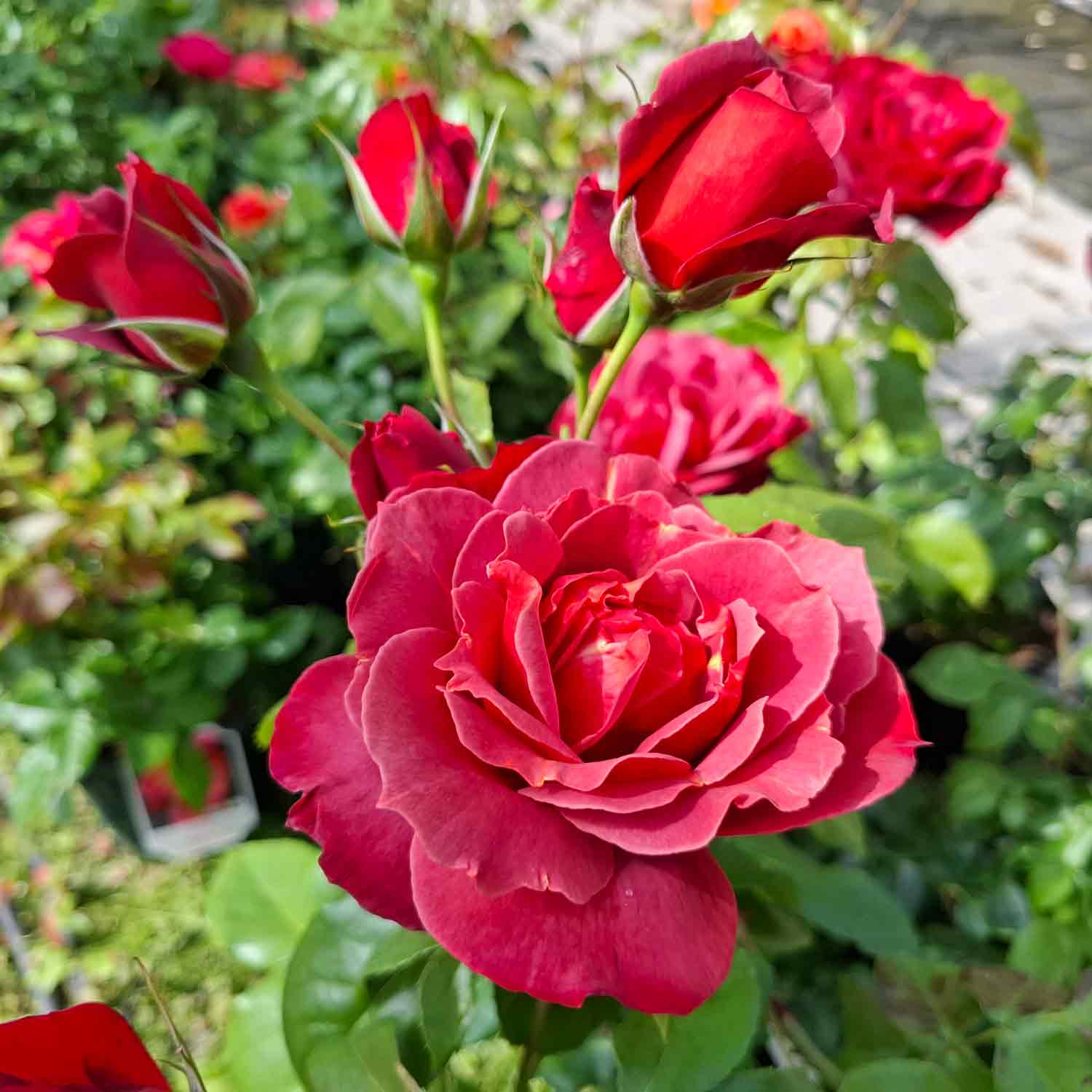Rose 'Hot Chocolate'