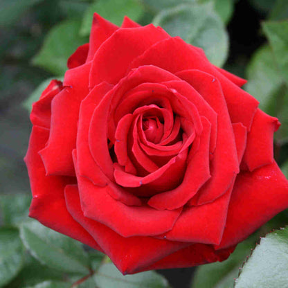 Rose 'Ingrid Bergman' - Barrods