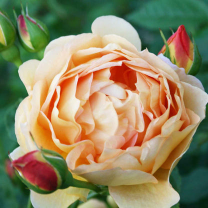 Rose 'Lady of Shalott' - (Ausnyson)