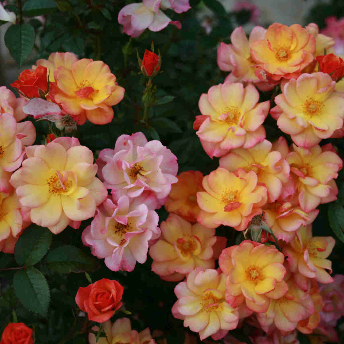 Farvede Roser Rose 'Linnaeus'