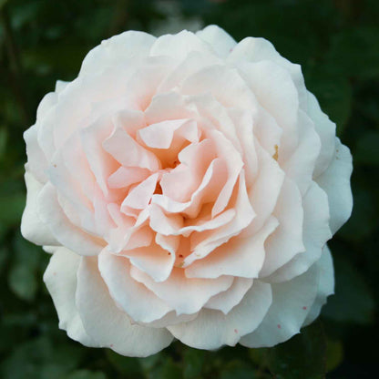 Rose 'Morten Korch'  - Barrods