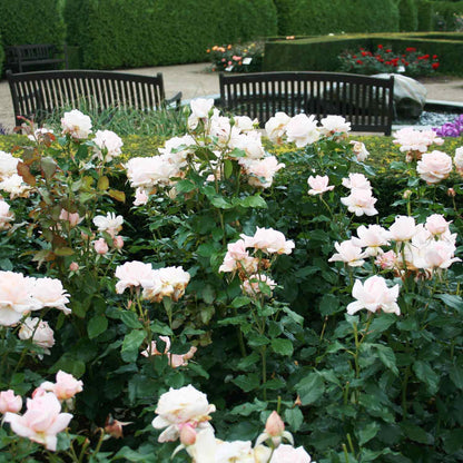 Rose 'Morten Korch'  - Barrods