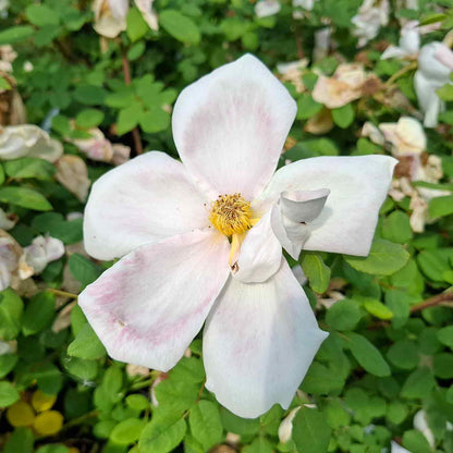 Shrub rose moyesii 'Nevada'