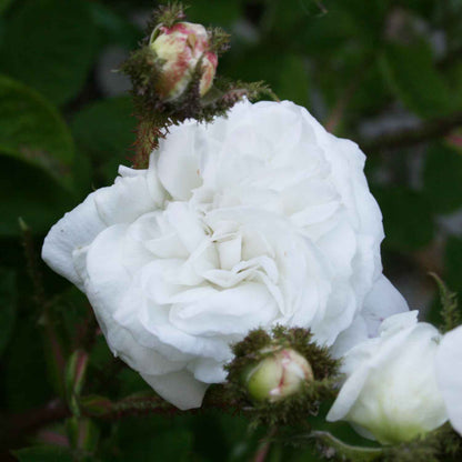 Moss rose - Rosa 'Blance Moreau'