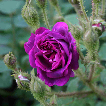 Mosrose centifolia 'William Lobb'