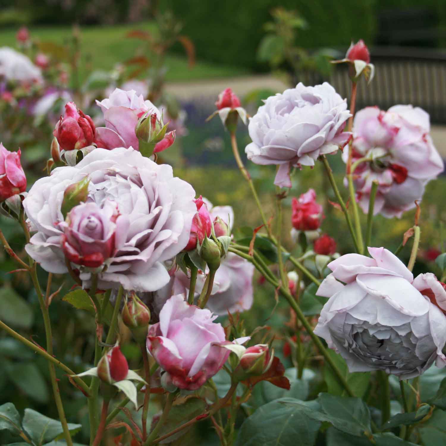 Rose 'Novalis'