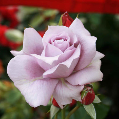 Rose 'Novalis'