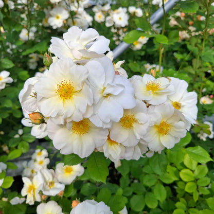 Rose moschata 'Omi Oswald'